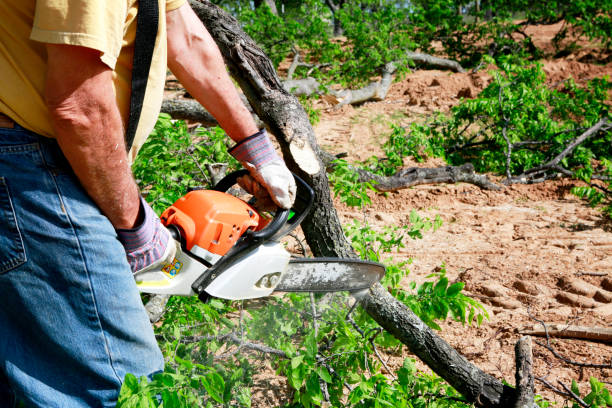 Best Emergency Tree Service  in Hazel Dell, WA